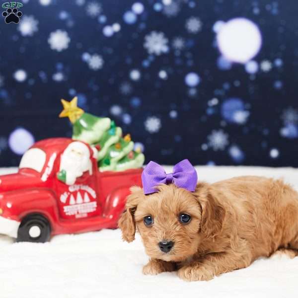 Sheila, Cavapoo Puppy